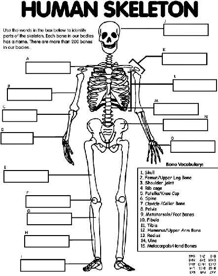 Free Printable Human Anatomy Coloring Pages
 Human Skeleton Coloring Page