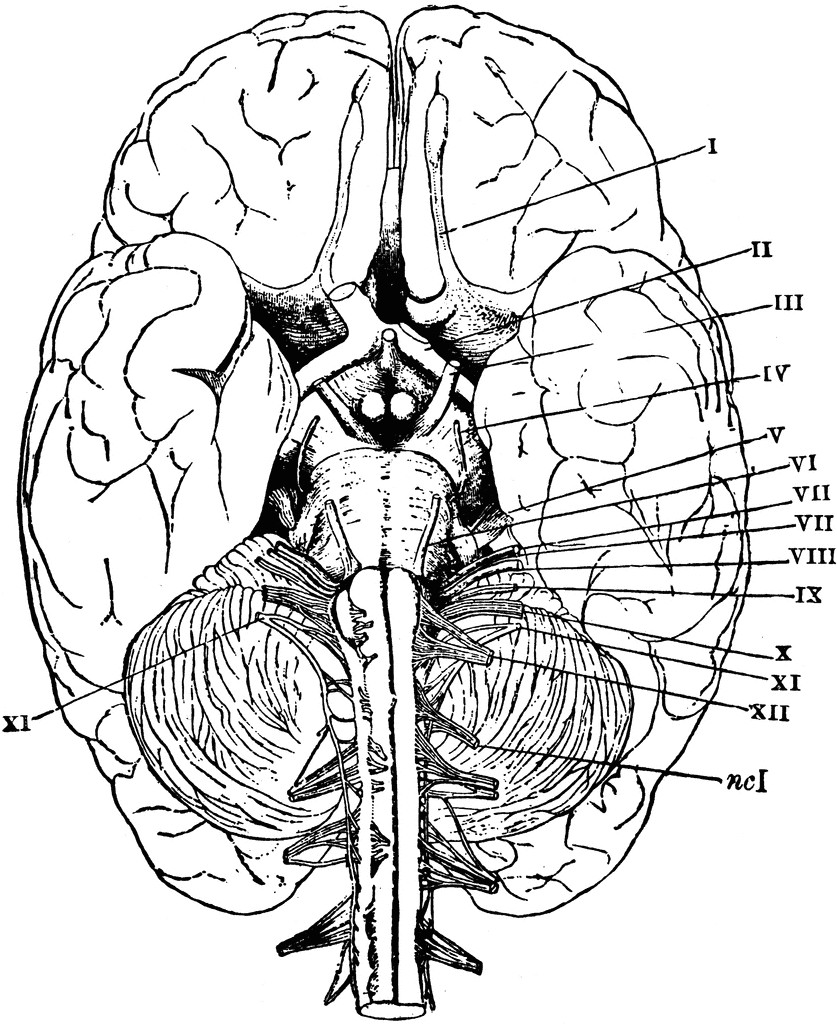 Free Printable Human Anatomy Coloring Pages
 Human Brain Coloring Page Coloring Home