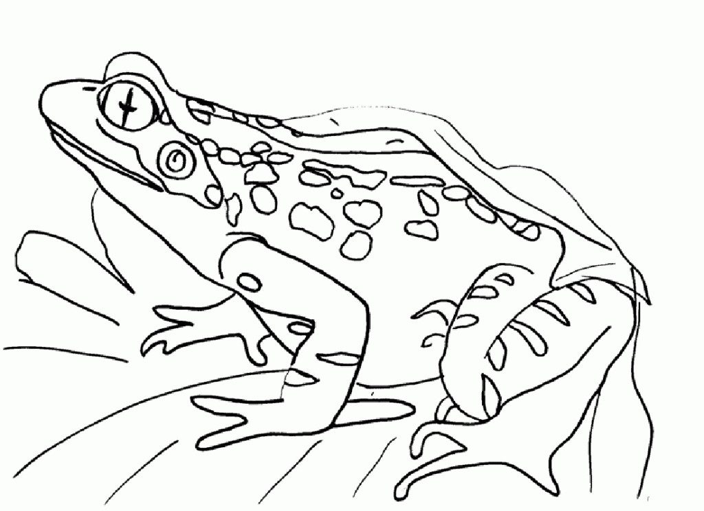 Frog Coloring Pages
 Free Printable Frog Coloring Pages For Kids