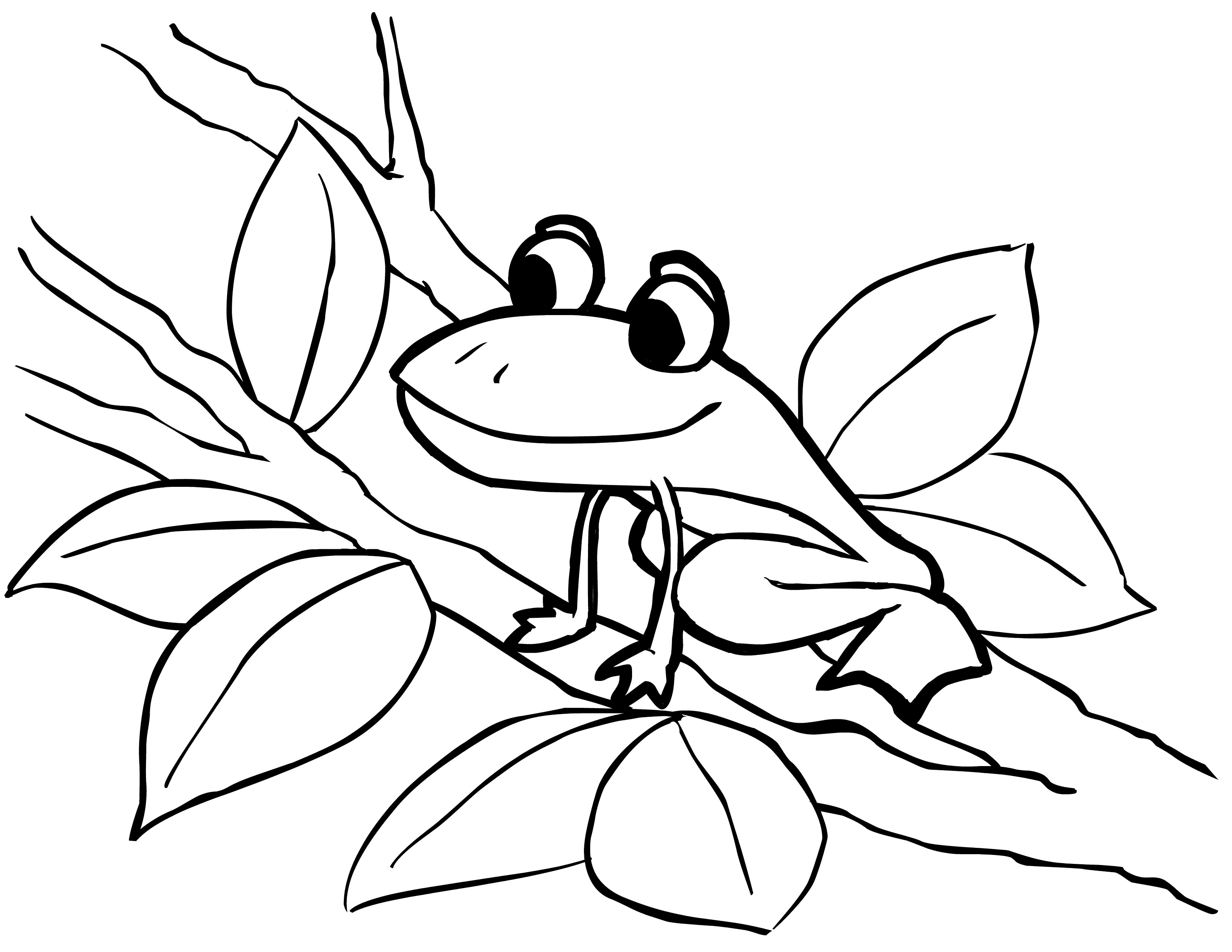 Frog Coloring Pages
 Free Printable Frog Coloring Pages For Kids