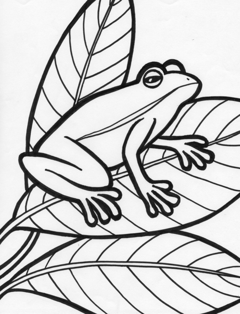 Frog Coloring Sheet
 Free Printable Frog Coloring Pages For Kids