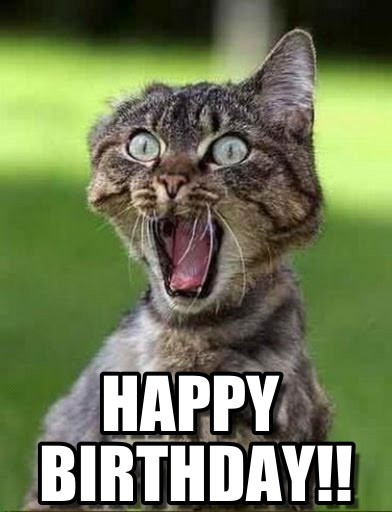 Funny Birthday Picture
 Funny Happy Birthday Cat Memes Screaming Sister Litle Pups