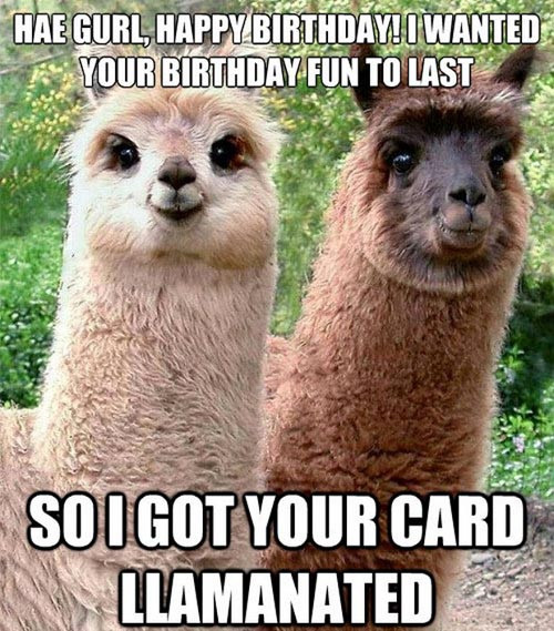 Funny Birthday Picture
 Funny Llama