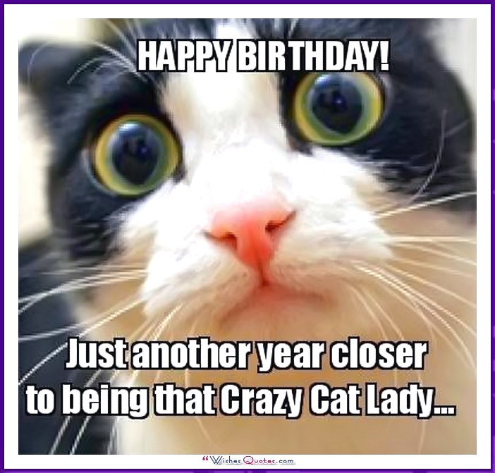 Funny Cat Birthday Picture
 Happy Birthday Memes with Funny Cats Dogs and Cute Animals