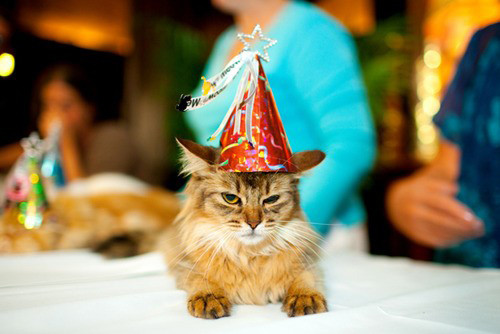 Funny Cat Birthday Picture
 funny cat birthday make2fun