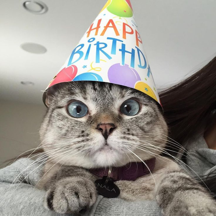 Funny Cat Birthday Picture
 Best 25 Happy birthday funny cats ideas on Pinterest