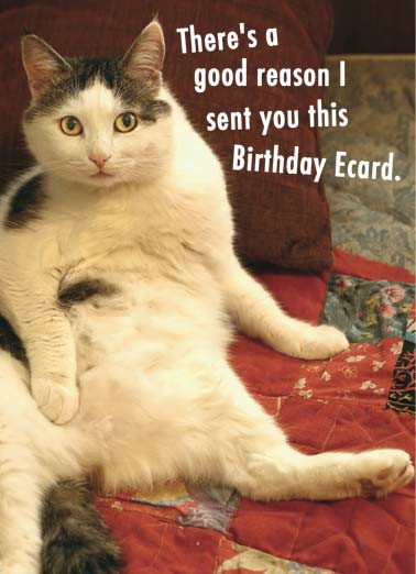 Funny Cat Birthday Picture
 Birthday Ecards Cats Funny Ecards Free Printout Included