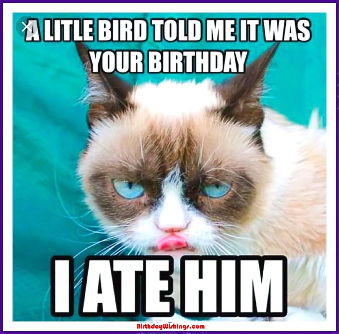 Funny Cat Birthday Picture
 Funny Happy Birthday Memes With cats Dogs & Funny Animals