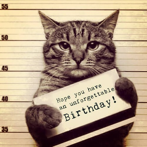 Funny Cat Birthday Picture
 45 Cat Birthday Memes