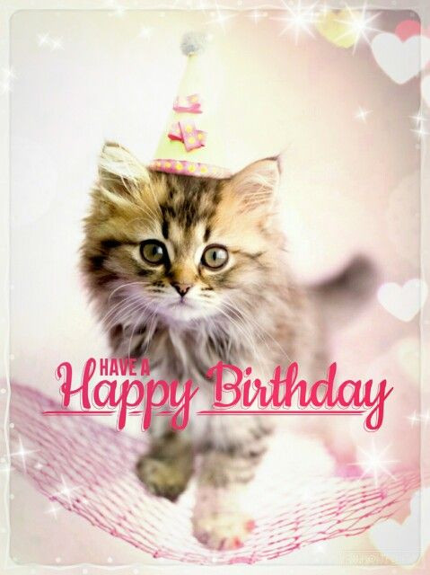 Funny Cat Birthday Picture
 Best Happy Birthday Cat Meme