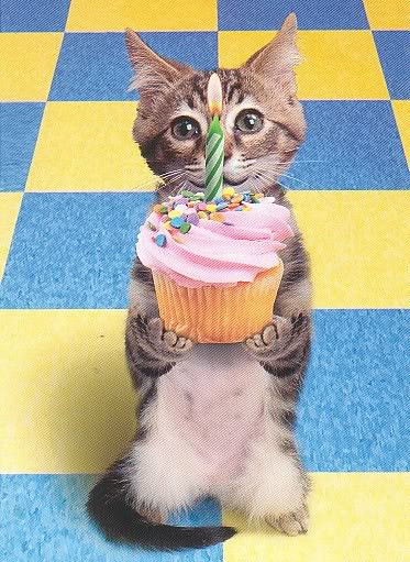 Funny Cat Birthday Picture
 123 funny Picture Funny cat birthday funny cat birthday