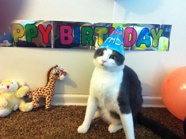 Funny Cat Birthday Picture
 10 Best images about "Happy Birthday" Cats on Pinterest