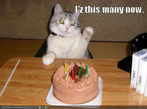 Funny Cat Birthday Picture
 happy birthday funny wishes