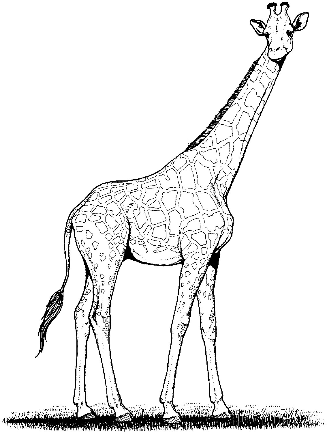 Giraffe Coloring Pages For Kids
 Free Printable Giraffe Coloring Pages For Kids