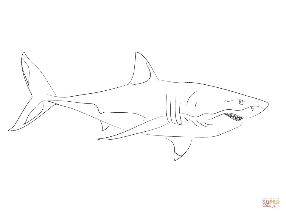 Great White Shark Coloring Pages
 Dibujo de Un Tiburón Blanco para colorear