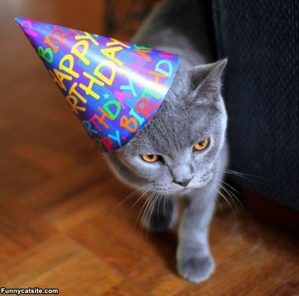 Happy Birthday Funny Cats
 Cute Cat Birthday Quotes QuotesGram