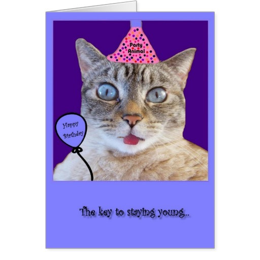 Happy Birthday Funny Cats
 Birthday Greetings From The Cat to Pin on