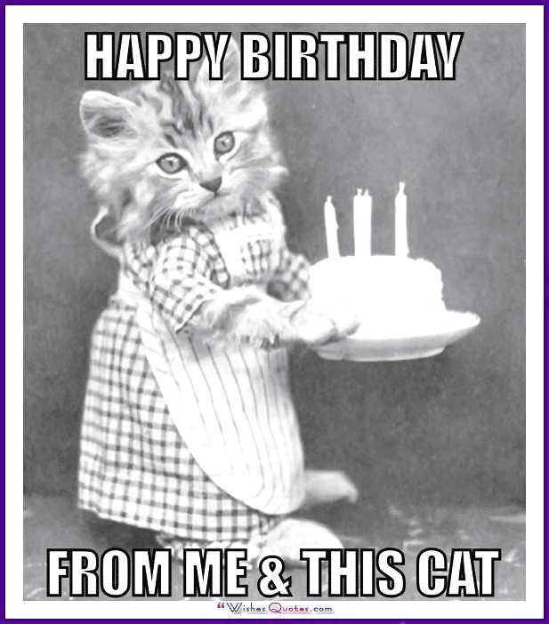 Happy Birthday Funny Cats
 Happy Birthday Memes with Funny Cats Dogs and Cute Animals