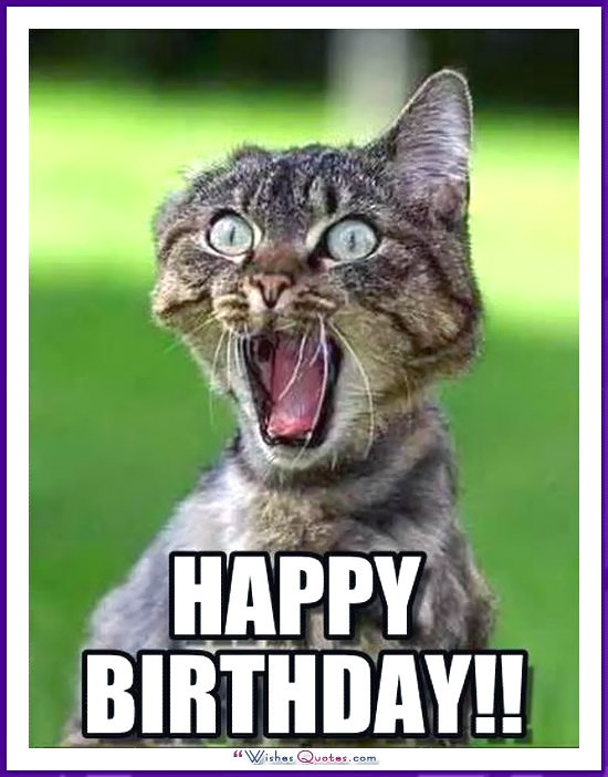 Happy Birthday Funny Cats
 Happy Birthday Memes with Funny Cats Dogs and Cute Animals