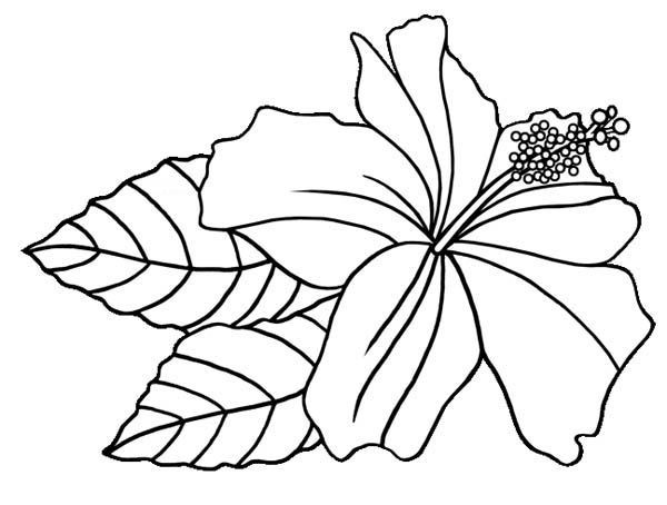 Hawaiian Coloring Pages For Teens
 Hibiscus Flower Hawaiin Hibiscus Flower Coloring Page
