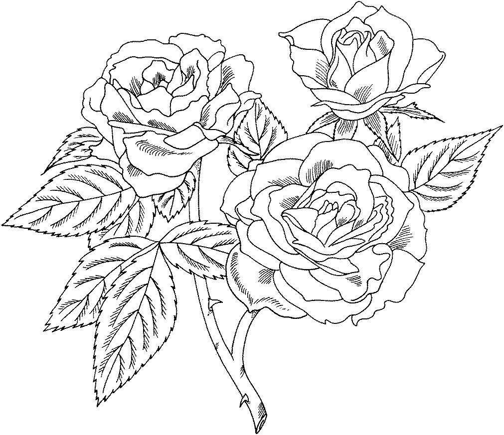 Heart With Roses Coloring Pages For Teens
 Free Printable Roses Coloring Pages For Kids
