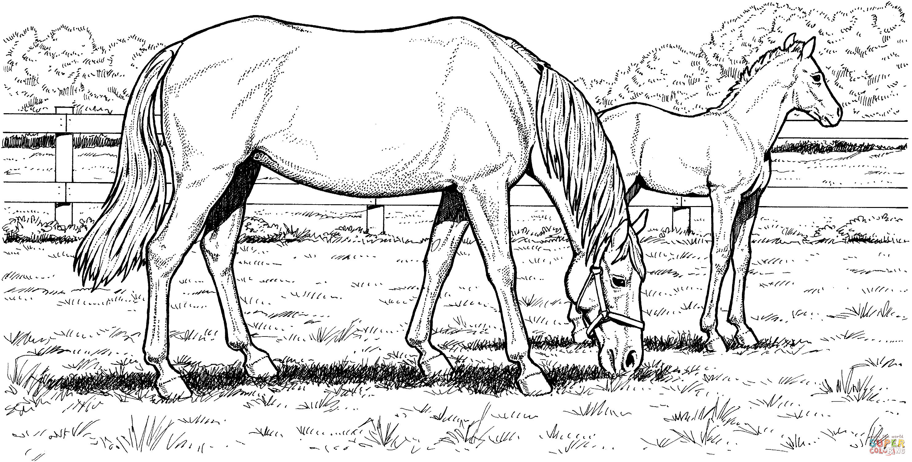 Horse Coloring Pages For Adults
 Free Horse Coloring Pages For Download
