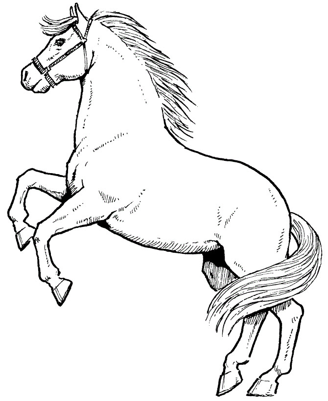 Horse Coloring Pages For Kids
 Free Printable Horse Coloring Pages For Kids