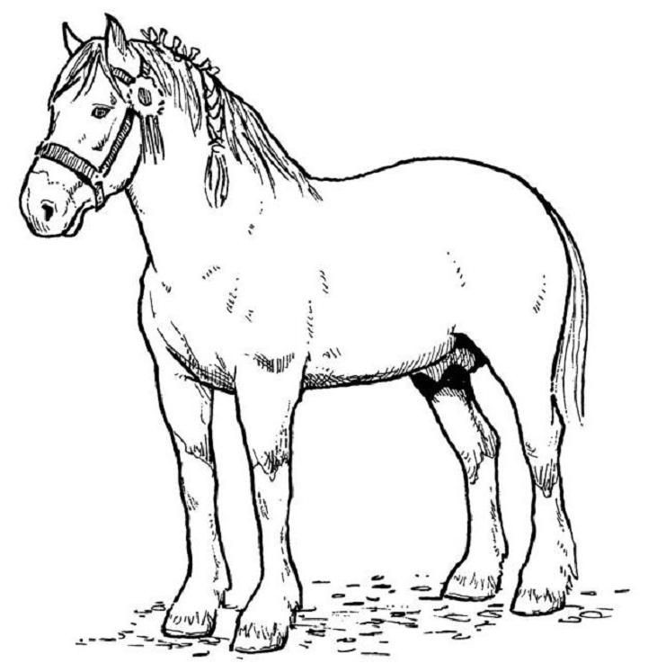 Horse Coloring Pages For Teens
 Coloring Horses on Pinterest