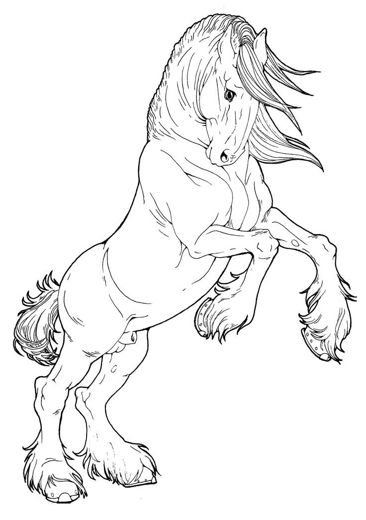 Horse Coloring Pages For Teens
 Clydesdale Stallion by AppleHunterviantart on