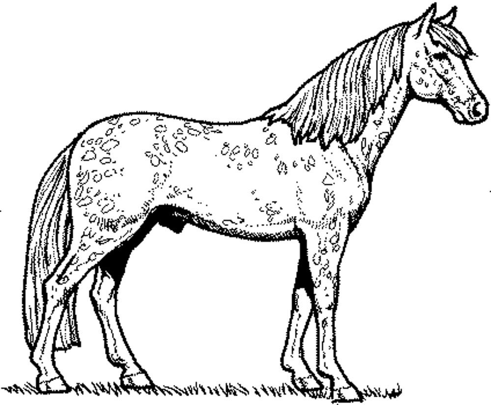 Horse Coloring Pages For Teens
 Fun Horse Coloring Pages for Your Kids Printable