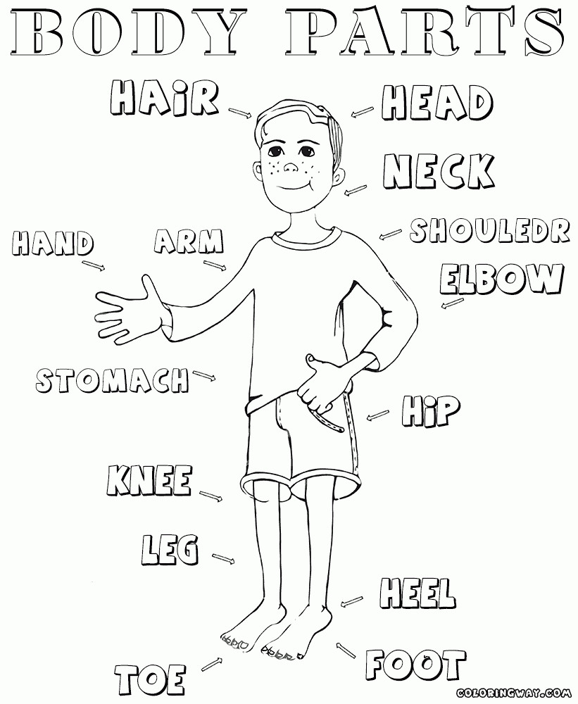 Human Body Coloring Sheets For Kids
 Body Parts For Kids Coloring Pages Body Parts Coloring