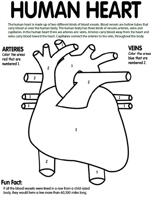 Human Body Coloring Sheets For Kids
 Human Heart Coloring Page