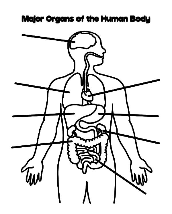 Human Body Coloring Sheets For Kids
 Human Body Anatomy Coloring Pages