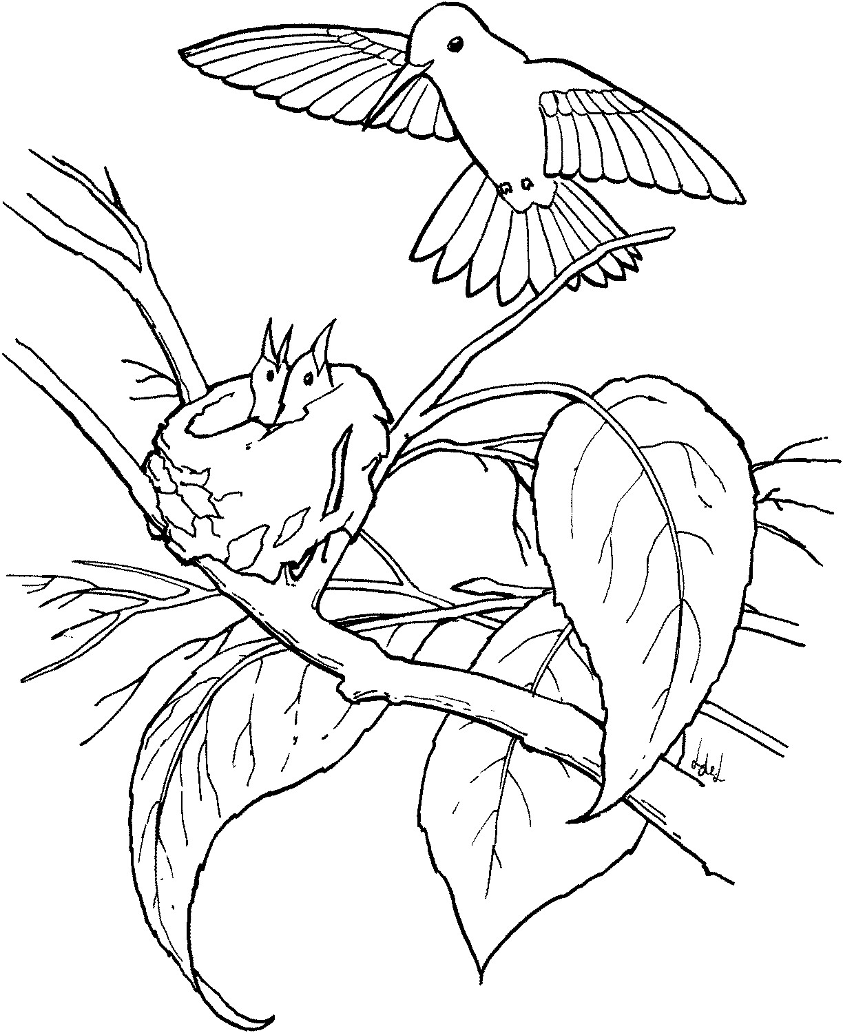 Hummingbird Coloring Pages
 Free Printable Hummingbird Coloring Pages For Kids