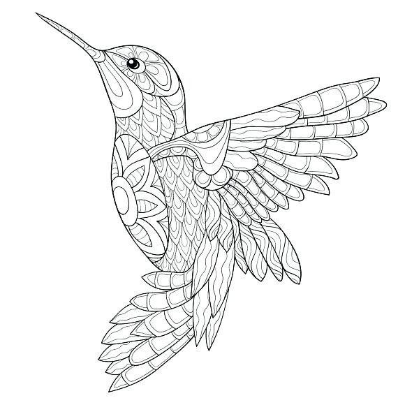 Hummingbird Coloring Pages
 Hummingbird Line Drawing at GetDrawings