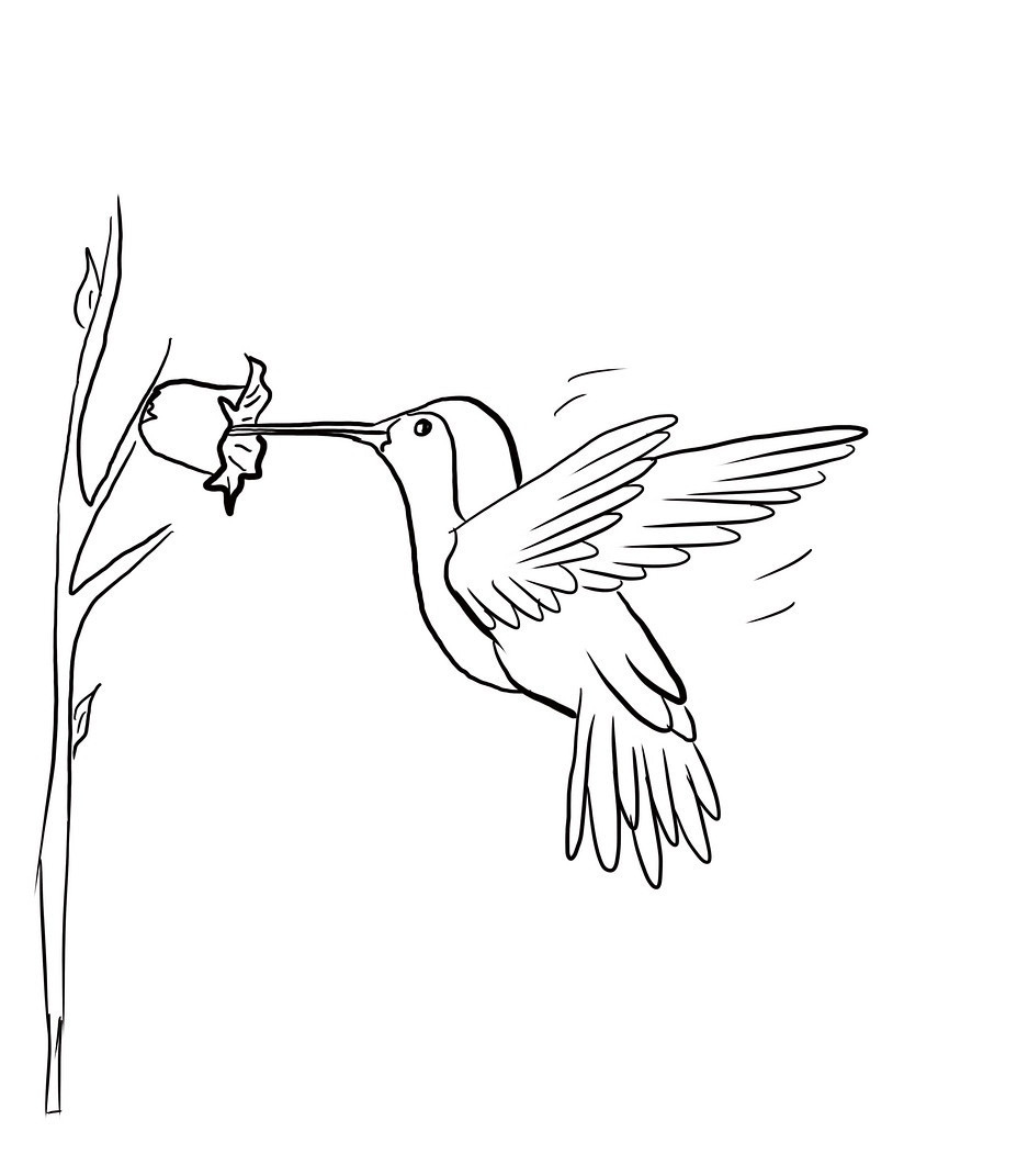 Hummingbird Coloring Pages
 Free Printable Hummingbird Coloring Pages For Kids