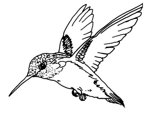 Hummingbird Coloring Pages
 Hummingbird Coloring Pages Bestofcoloring