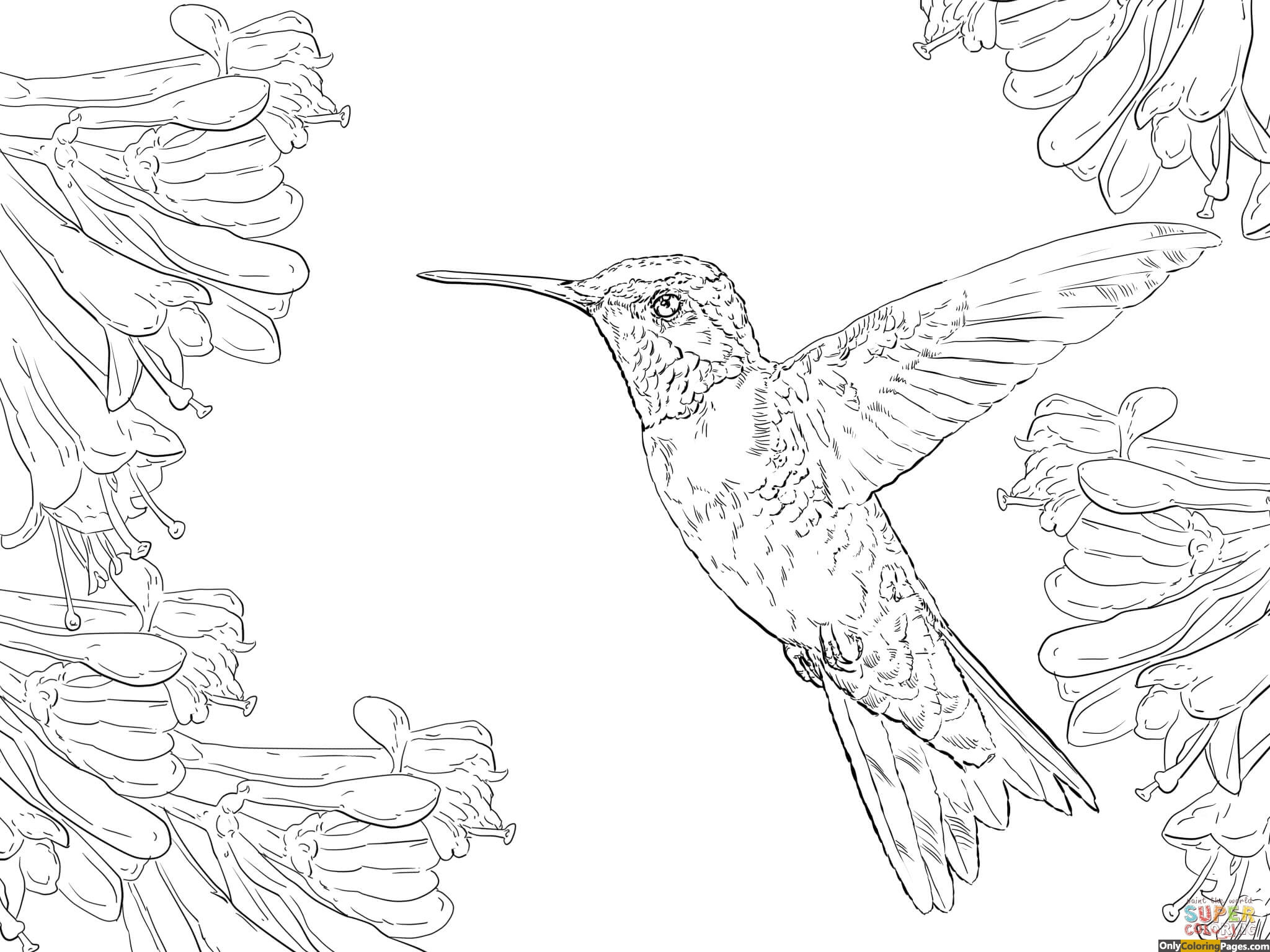 Hummingbird Coloring Pages
 ruby throated hummingbird coloring pages