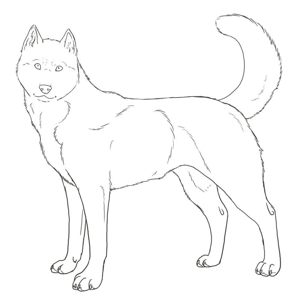 Husky Coloring Pages
 Husky Coloring Pages Best Coloring Pages For Kids