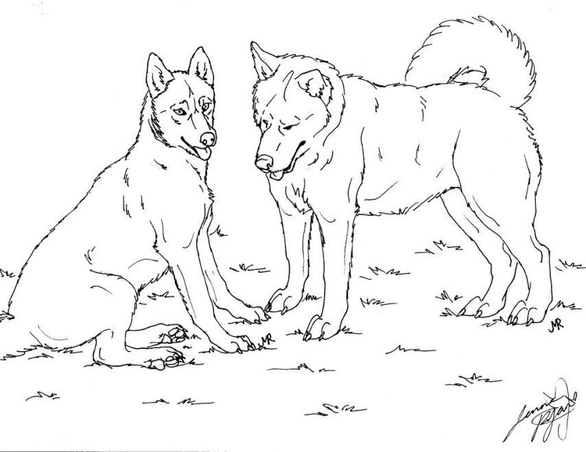 Husky Coloring Pages
 Husky Coloring Pages Best Coloring Pages For Kids