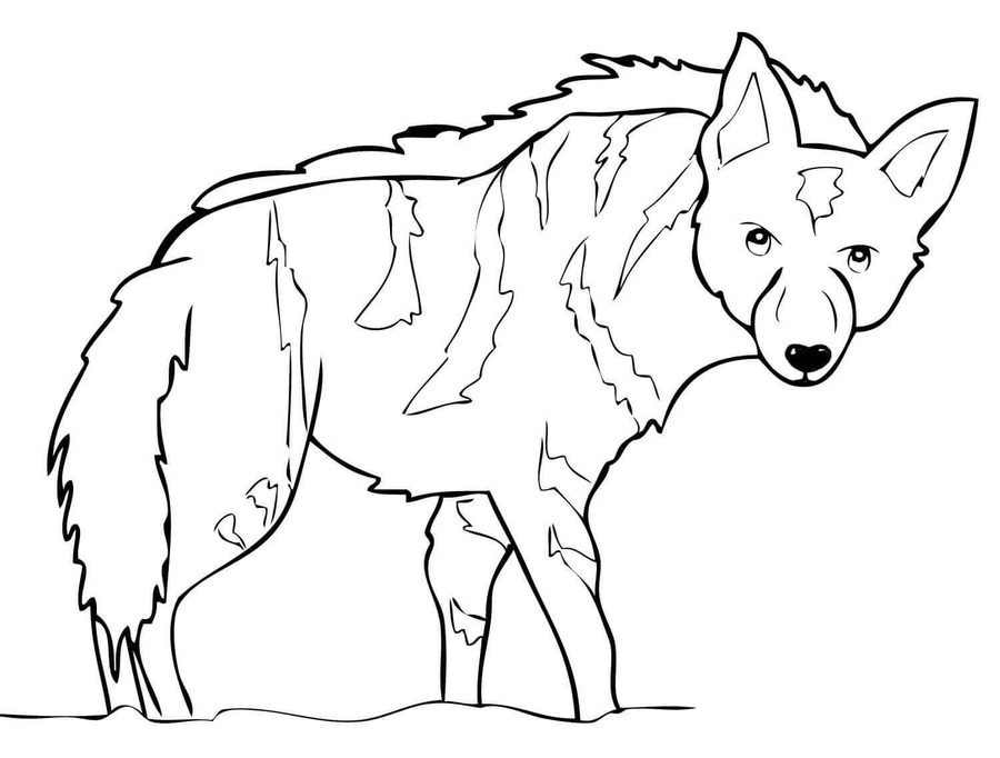 Hyena Coloring Pages
 Disegni da colorare Disegni da colorare Iena stampabile