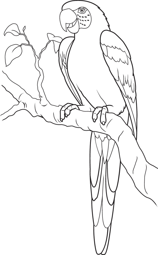 Images Of Coloring Pages
 Free Parrot Coloring Home