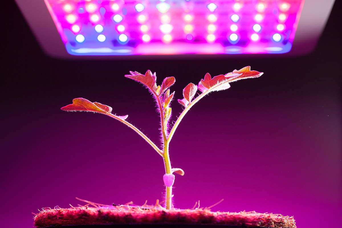 Best ideas about Indoor Plant Light
. Save or Pin Grow Lights for Indoor Plants and Indoor Gardening An Now.