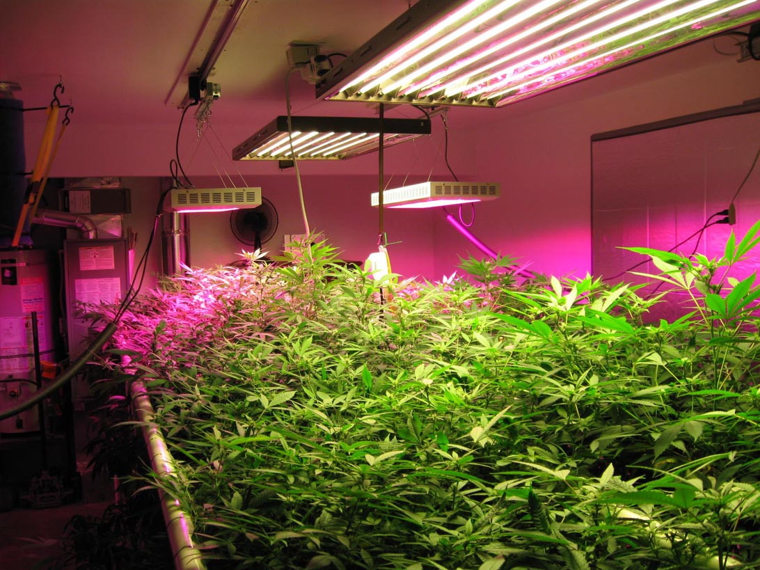 Best ideas about Indoor Plant Light
. Save or Pin Optimizing Your Plant Growth With Indoor Grow Lights Now.