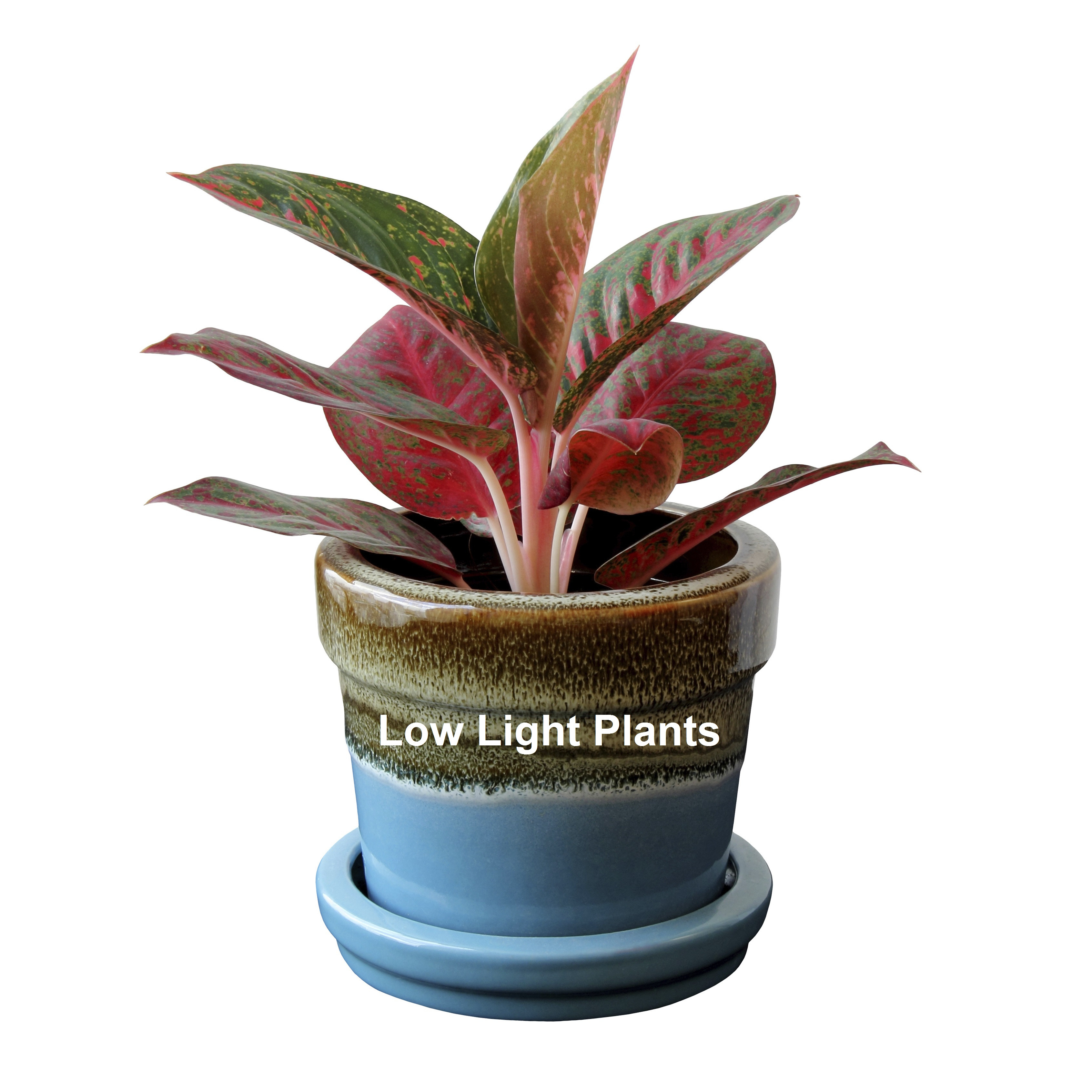 Best ideas about Indoor Plant Light
. Save or Pin The Best Low Light Plants for Indoors Now.