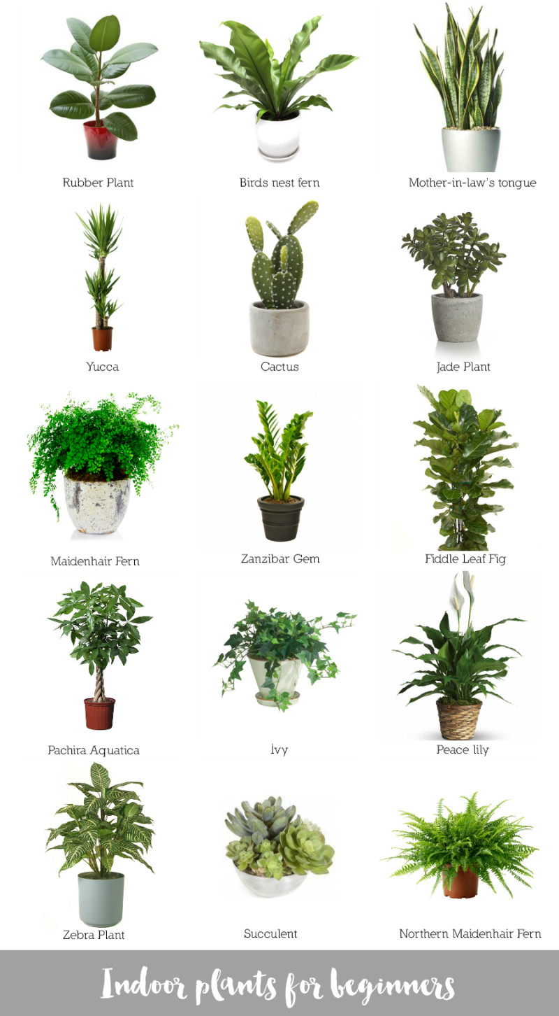 Best ideas about Indoor Plant Light
. Save or Pin Indoor plants for beginners Katrina Chambers Now.