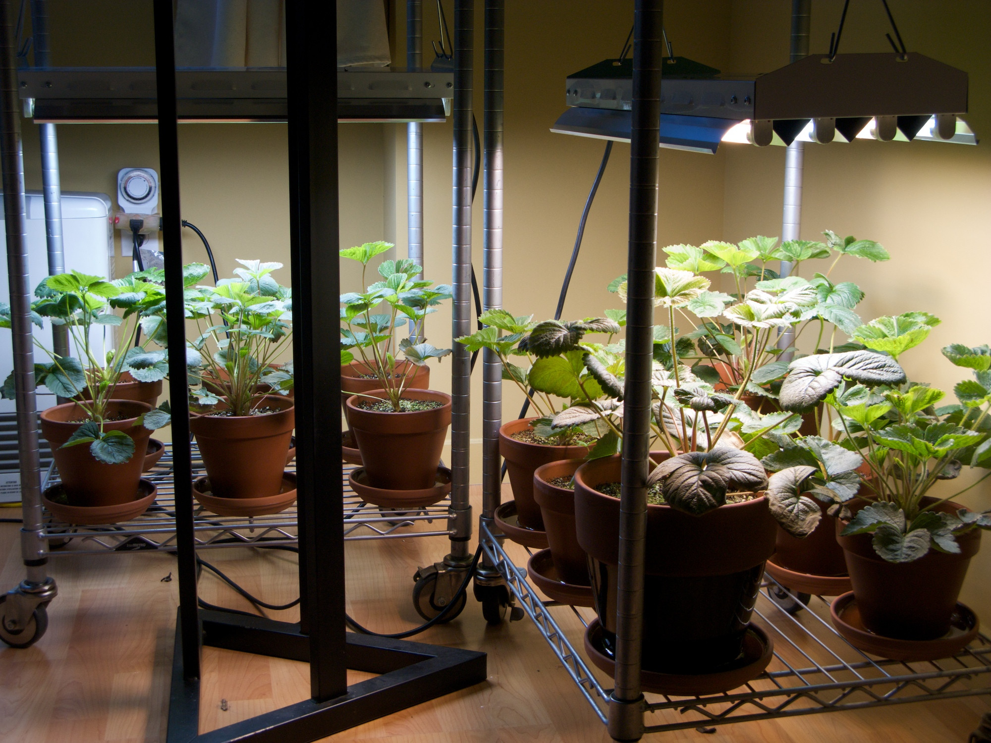 Best ideas about Indoor Plant Light
. Save or Pin Lighting Your Indoor Garden Electronic Products Now.