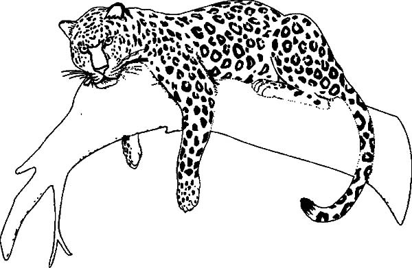 Jaguar Coloring Pages
 Jaguar clipart tree Pencil and in color jaguar clipart tree