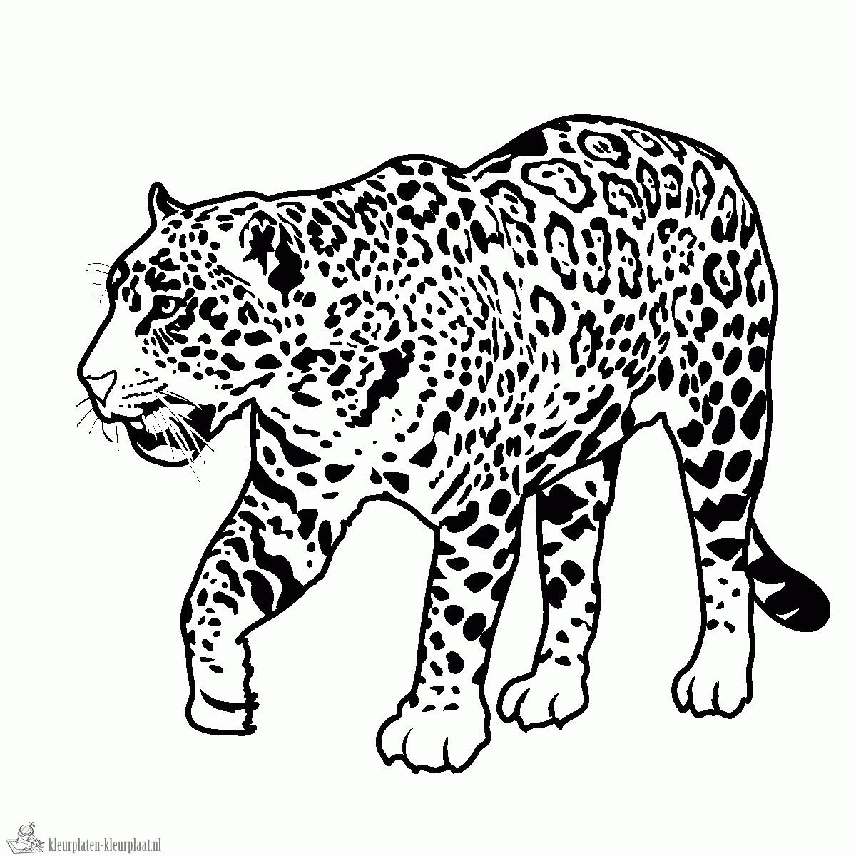 Jaguar Coloring Pages
 Kleurplaten jaguar