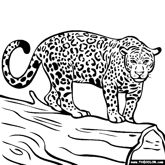 Jaguar Coloring Pages
 jaguar coloring pages